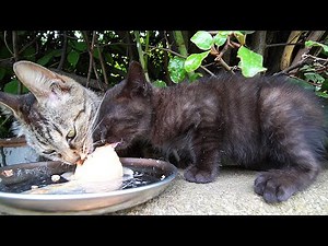 I fed hungry kittens and mother cats