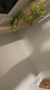 Green Bean clearly loves me and was just trying to get a hold of me to pull me in closer to whisper sweet nothings into my ears about my extended car warranty. #gtp #aru #biak #greentreepython #python #pythons #snake #snakes #snek #reptile #reptiles #reptilesofinstagram #reptilelover #reptilekeeper #pet #pets #daily #instagram #tiktok #reels #cute #fun #happy #ballpythonsoftiktok #boise #idaho #funny #sorong | Black Lake Reptiles