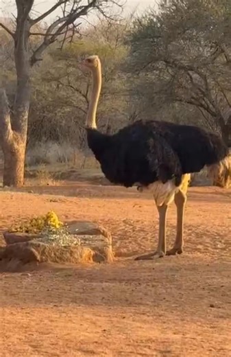 265K views · 779 reactions | This Ostrich never even knew what hit him. That is one of the many reasons why I love archery hunting! #archeryhunting #bigbird #bowhunting #ostrich | Tom Miranda Hunting Safaris | Facebook
