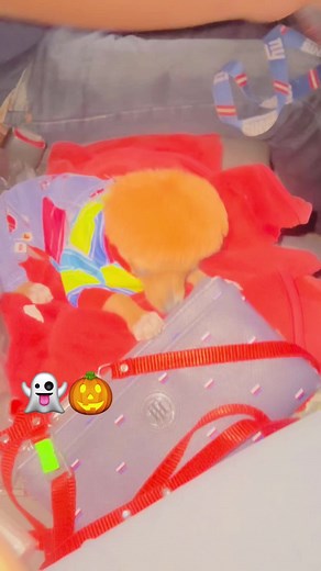 Disfraces Divertidos para Chihuahuas en Halloween