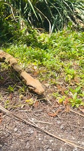 Our Red Tail Boa showing off! | Sawgrass Recreation Park