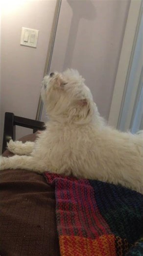 For the love of howling #CuteDog #DogHowling #FunnyDogs #PuppyLife #DogsOfYouTube #AdorablePets