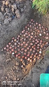 11K views · 185 reactions | Its tulip time ! November is the time for...