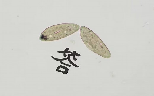 草履虫分裂全程记录