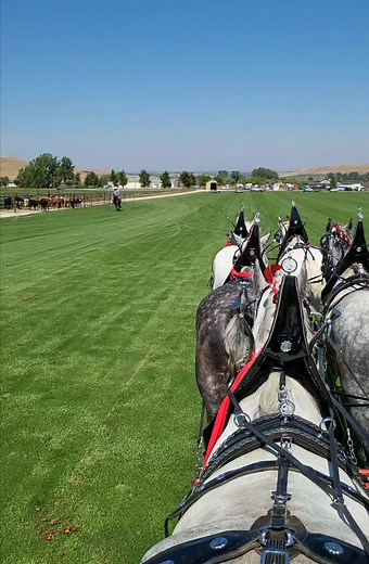 Powder River Percherons on Reels
