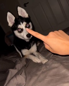 396K views · 10K reactions | Doggo gets a crash course on first aid ⛑ | Furry Tails | Facebook