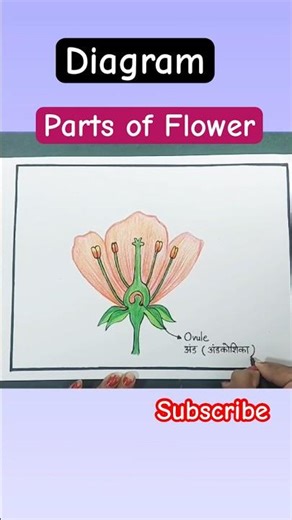 How to draw Parts of Flower #labeleddiagram #sciencediagram #class10 #partsofflower