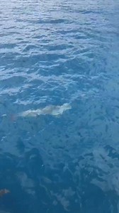 Kokomo Private Island Fiji on Reels | Facebook