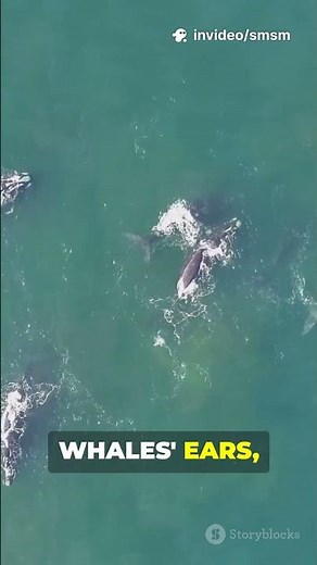The Saddest Sound in the Ocean 🐋💔 #mystery