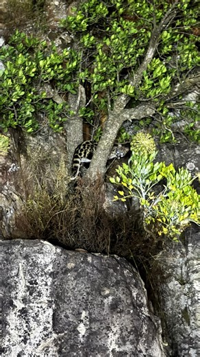 TrailsAwait.SA🇿🇦 on Instagram: "Meet the Genet 🌙✨ Cape Town’s very own night ninja spotted doing what it does best — lurking, climbing, and judging us silently from the bushes 😅 #trailsawaitsa #capetown #tablemountain #hikingadventures #natureiscalling Silent paws, spotted coat, and zero interest in being photographed. Nature at its finest. 🐾🌿 Fun Genet Facts: • Genets are nocturnal, so seeing one is always a lucky moment 👀 • They’re incredible climbers and can scale trees and rocks with 