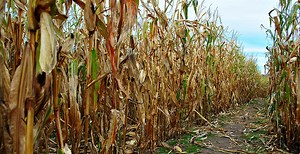 Corn maze: There is no 'simple fix' for commodity farming