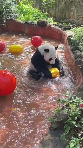 Joyful playtime in the water #panda #cute #adorable #wowpanda