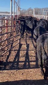 12 reactions | Available tomorrow at auction Young Cattle 120 steers 800# Sale starts at 1pm. See you ringside | Gates Family Sales Co., Inc. | Facebook