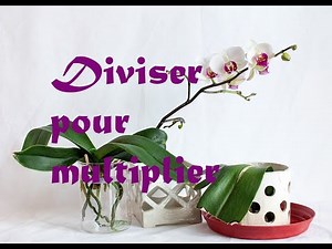 Je coupe mon phalaenopsis en deux pour avoir un keiki/Diviser pour multiplier/bouturer une orchidée.