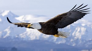 Bald Eagle- Haliaeetus leucocephalus
