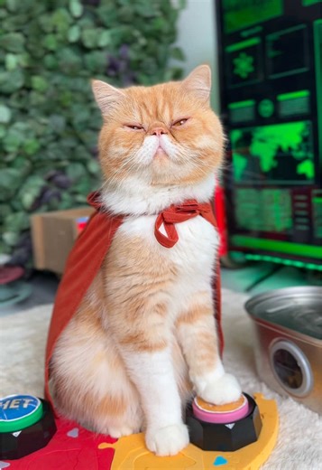 #hariton #cat | cat