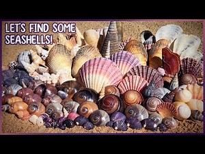 Moon Snails, Wentletraps, Cockles, | Exploring the Mangroves for Shells!