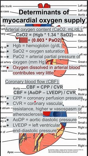 Determinants of myocardial oxygen supply