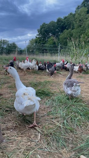 Guard geese? 🪿 Exactly what it sounds like. We have geese that live with our turkeys and chickens to scare off aerial predators. The fact that I don’t have to worry about hawks on a pasture based system helps me minimize mortality rates. And when the geese start honking, something is about to go down. And a bonus, they mostly eat grass, so they’re cheap to feed. #chicken #turkey #goose #protect #guarddog #animals #farming | Hey Turkeys