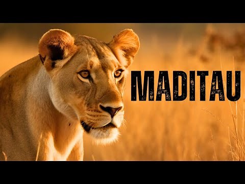Lions - MADITAU THE STRONGEST LIONESS IN THE WORLD (The Last Lions of Okavango)