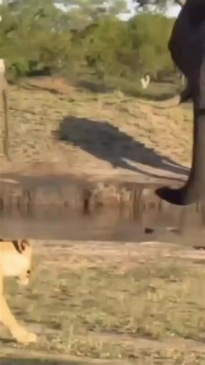 ANIMALS_WORLD_64 on TikTok