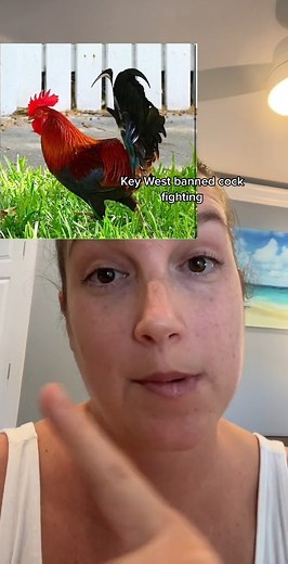 4.5K views · 65 reactions | Part 2 → What is up with all the chickens in Key West  | Living in Key West - Real Estate | Facebook