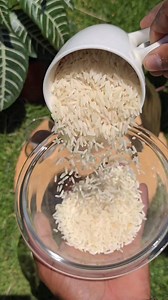 29K views · 308 reactions | Learn how to make a powerful homemade fertilizer packed with fully soluble calcium, phosphorus, and boron using banana peel powder, bone and eggshell extract, lemon juice, and rice water. Perfect for boosting roots, flowering, and overall plant health. #homemadefertilizer #organicgarden #plantnutrition #boron #calcium | Agriculture 2.1 | Facebook