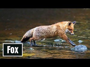Fox Dives Headfirst into Snow | Wildlife Documentary