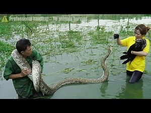 72-Hour Hunt for Giant Anaconda in a Pond – Terrifying Experience When Giant Python Strikes