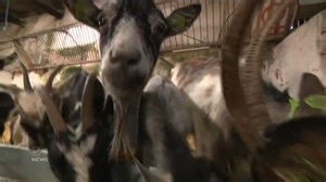 15K views · 67 reactions |  25 goats have been relocated from Mayo to Dublin to help prevent wildfires. Howth’s newest residents have one job – and that’s to eat as much gorse as possible. | Virgin Media News | Facebook