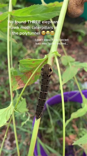 Exciting Discovery: Elephant Hawk Moth Caterpillars in the Garden!