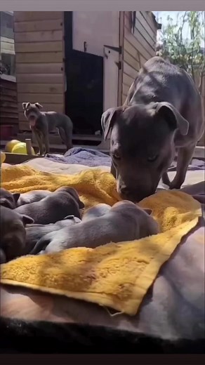 Don’t touch my baby😘 | Staffordshire Bull Terrier And Pitbull