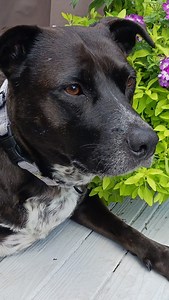 🌸☀️ How is Callie still waiting?! ☀️🌸 Meet Callie — a 6-year-old Lab/Pointer mix with the chill Cali-girl vibes we all love. 🐾 She’s happiest just hanging by your side — couch snuggles, sunny yard naps, or even brewery afternoons. 🍻💛 After losing her mom to illness, this sweet soul is ready for a fresh start with a loving family (and a fenced yard!) to call her own. 💕 Calm, cool, cute… Callie is the whole package. 🐶✨ 👉 Apply to adopt at: rhodehomerescue.org/adoption-form #AdoptCallie #Rh