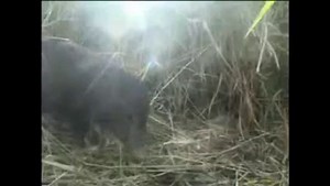 Törpe vaddisznó a vadonban