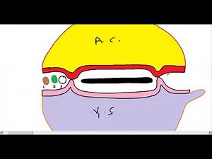 Heart development DR SAMEH GHAZY