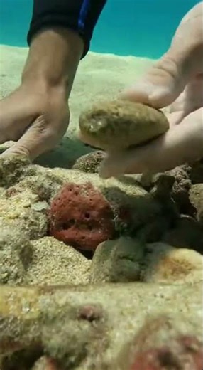 "Epic Deep-Sea Treasure Hunt – Ultra-Realistic Underwater Footage"