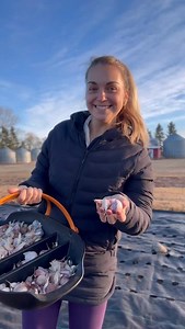 Forgot to post, so it’s a bit late but oh well! 2025 garlic is planted🧄 Garlic planting day always makes me slow down. It’s one of those quiet fall traditions, planting food I won’t see again for months, trusting the soil to do its work while everything else sleeps. 375 cloves in the ground today, and just like that, next summer’s harvest has already begun. . . #garlic #garden #gardening growyourownfood homestead homesteading farmlife growinggarlic homegrown garlicgrowing | The Sprouting Homest