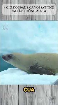 4 HOURS OF CONFRONTATION WITH 8 KILLER WHALE - AN UNEXPECTED ENDING