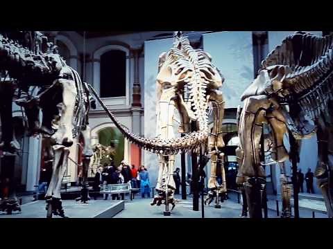 Naturkunde Museum Berlin - Natural Science History Museum in Berlin