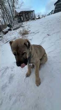 Trying to remove the cap #rainwatercollecting #narrowayhomestead #rainbarrel #aryahdog