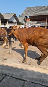 1M views · 1.5K reactions | Sapi ngamuk kecantol di besi | Sapi bull | Facebook