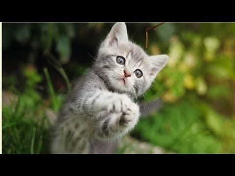 Comment adopter un chaton ?