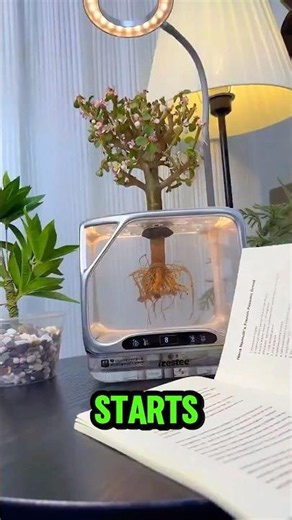 Why Growing Plants Without Dirt Actually Saves Their Lives