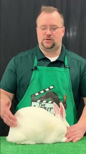 What is the goal of rabbit showmanship?