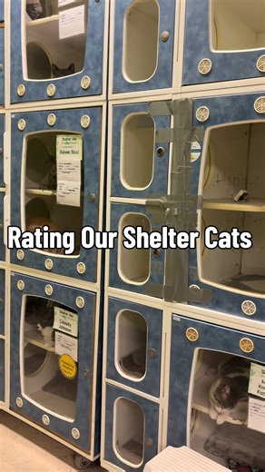 We all know our cats are a million out of 10! Who would you adopt? 🐱 #cmhs #humanesociety #sheltercats #adoptcats #animalshelter