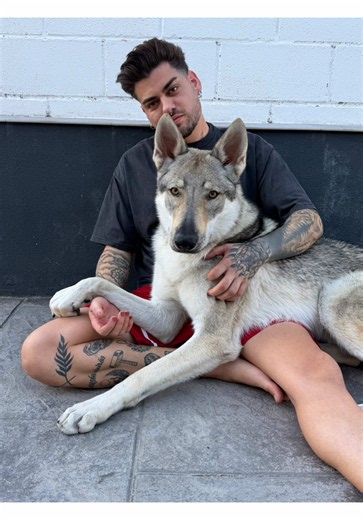 🐺5 cosas a tener en cuanta antes de tener un PLC 🐺 ❤️La última es la más importante ❤️ #plc #lobochecoslovaco #perrolobo #perrolobochecoslovaco #perroinfluencer