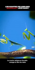 #insects #menthereligieuse #abeille #sansu #lesaviezvous #apprendre | Mahougnon Wilfrid Abahi