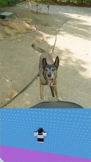 What To Do If an Aggressive Dog Chases You 🐕 (Most People Get This Wrong!)