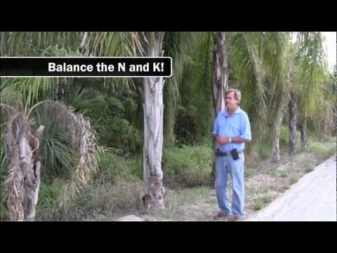 Nutritional Deficiencies in Palms