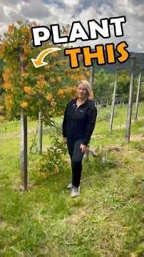 Best Shrubs to Plant - Honeysuckle